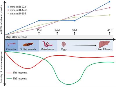 Multifunctional Roles of MicroRNAs in Schistosomiasis